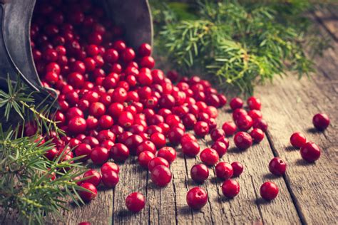 Growing Cranberries - How Cranberries Are Grown And Harvested