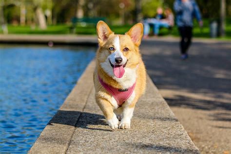 How Much Should I Feed My Corgi? (Hint: It Depends!) | Corgi Adoption