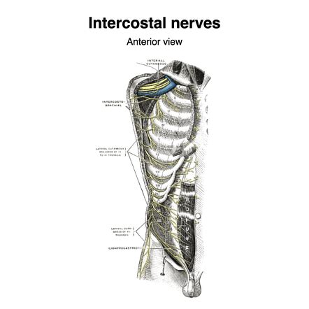 Intercostal Nerve Anatomy