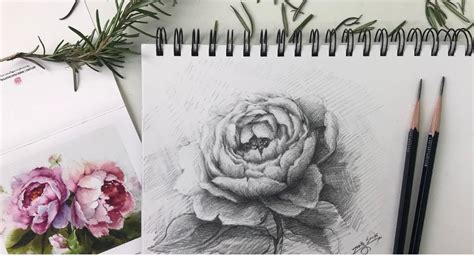 Peony Flower Drawing