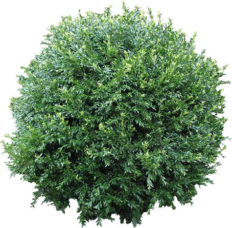 Collection of Shrub Bushes PNG. | PlusPNG