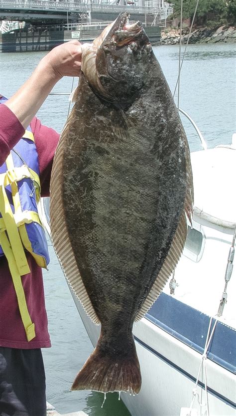 Pacific and California Halibut: Large and Unusual Fish | HubPages