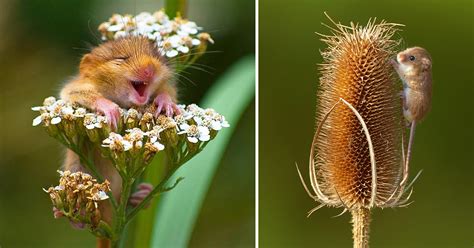 28 Teeny Tiny Wild Mice | Bored Panda