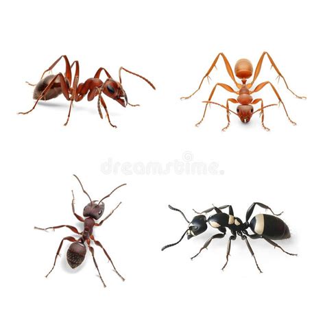 Four Different Ant Species Isolated on Png Background Stock Photo ...