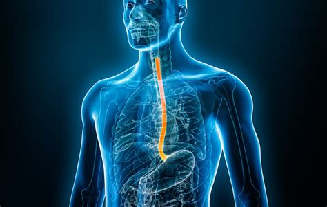 Esophagus Function