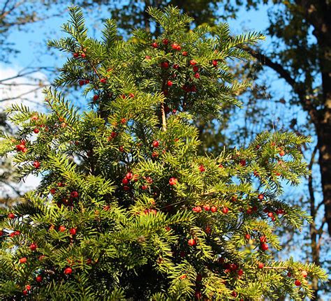 Royalty Free Yew Berries Pictures, Images and Stock Photos - iStock