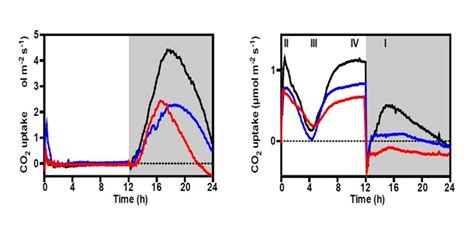 Stop the Clock: Optimized Carbon Fixation and Circadian Rhythm in a CAM ...