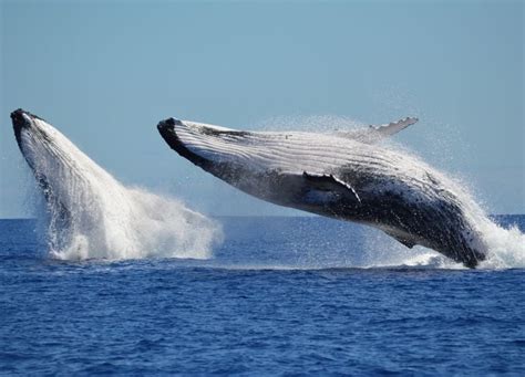 Ballena Azul