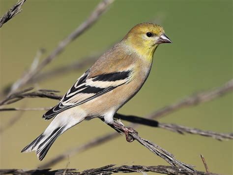 American Goldfinch | Celebrate Urban Birds