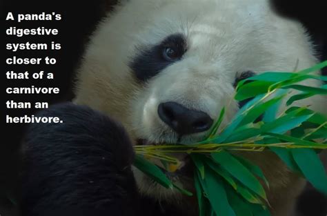 Panda Facts: How Much Do You Know About The Rare Bears?