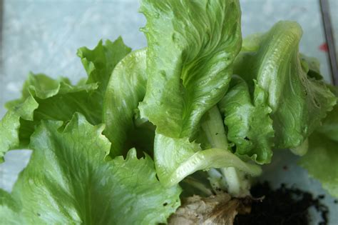 Iceberg Lettuce | Suburban Tomato