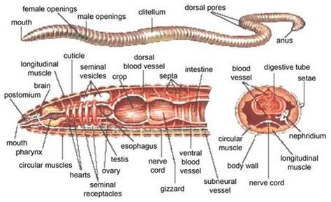 Red Earthworm - Digestive Systems In Different Phylums