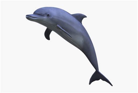 Dolphin Jumping Png - Aesthetic Dolphin Png, Transparent Png , Transparent Png Image - PNGitem