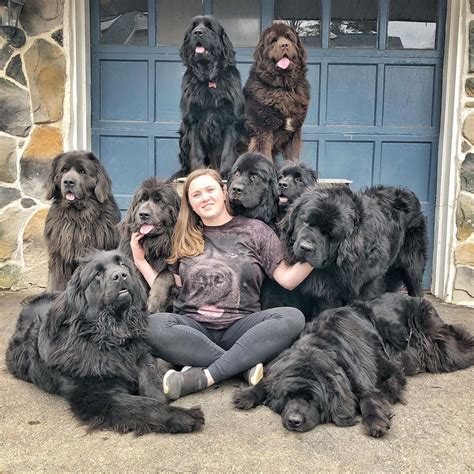 This woman lives with 9 fluffy Newfoundlands | MNN - Mother Nature Network | Cute dogs, Fluffy ...