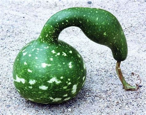 SPECKLED SWAN Gourd Seeds, (Lagenaria siceraria)1 oz | Gourds, Seeds, Gourds birdhouse