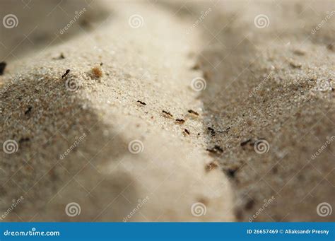 Ant trail stock image. Image of path, insects, animals - 26657469