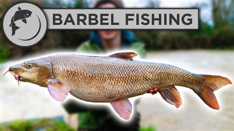 How To Catch BARBEL - A Simple Guide To Barbel Fishing - YouTube