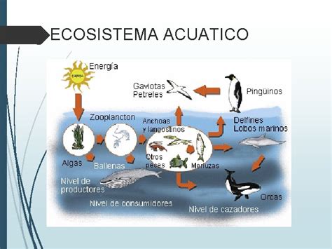 Componentes Bioticos Y Abioticos De Un Ecosistema Marino Nera Images ...