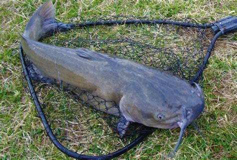 Raising Catfish In Tanks, Ponds - A Complete Guide | Asia Farming