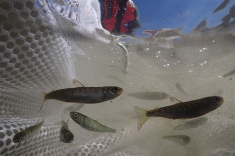 Juvenile salmon migration timing responds unpredictably to climate ...