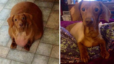 Former obese dachshund loses 43 pounds after year of dieting and ...