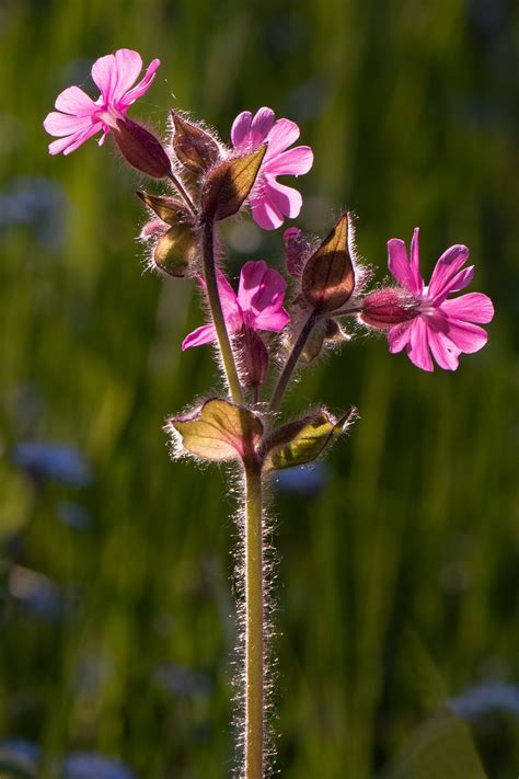 Red Campion Flowers Plant Pink - Free photo on Pixabay - Pixabay