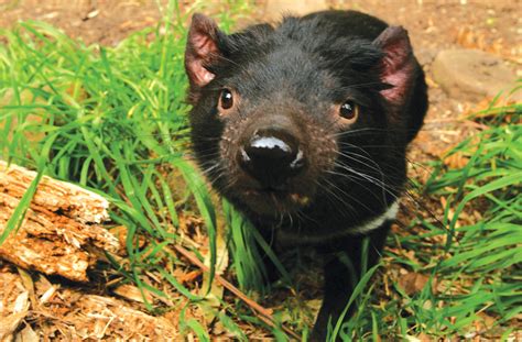 Facts about the Tasmanian devil - Swain Destinations Travel Blog