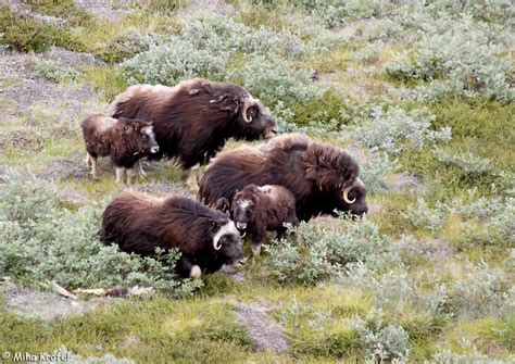 Musk ox herd | Group of female musk ox Ovibos moschatus with… | Flickr