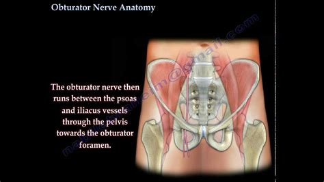 Obturator Nerve Anatomy - Everything You Need To Know - Dr. Nabil Ebraheim - YouTube