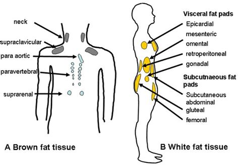 The Different Types of Body Fat and How They Affect Your Health