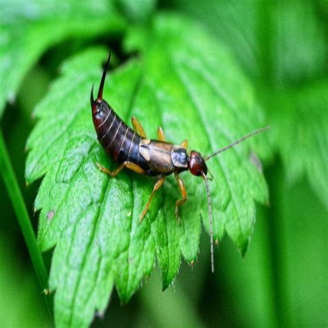 Pincher Bugs: 11 Facts About Earwigs You Need to Know