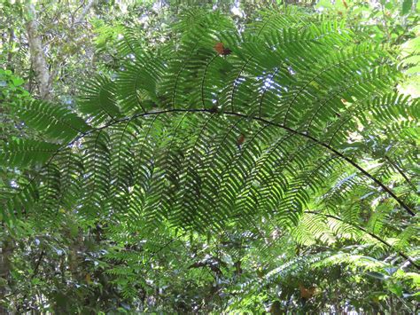 Cyathea J. E. Sm. | Ferns and Lycophytes of the World