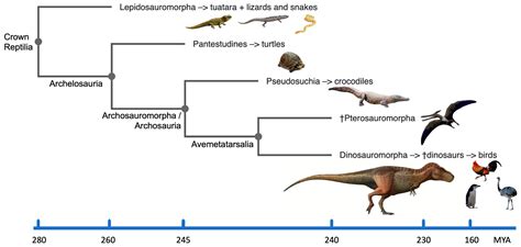 Class Reptilia Cladogram