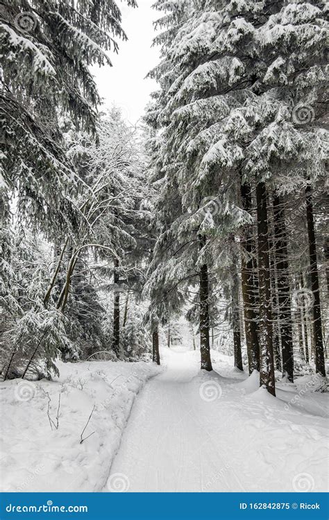 Winter with Snow in the Thuringian Forest Near Oberhof, Germany Stock ...