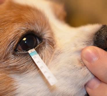 dry-eye-disease-in-dogs-test – Animal Eye Clinic