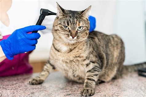 dexamethasone for cats ears - Rubin Maloney