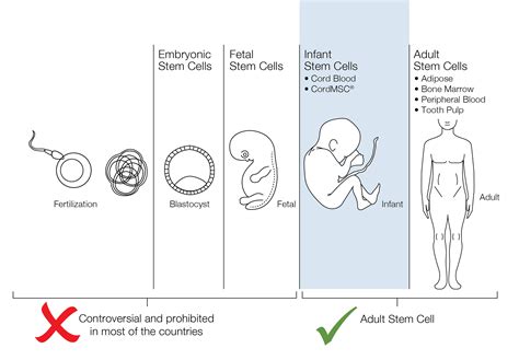 CELLPEDIA | Stem Cells