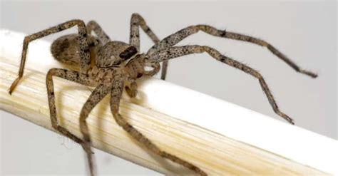 Dealing With a Brown Recluse Infestation - A-Z Animals