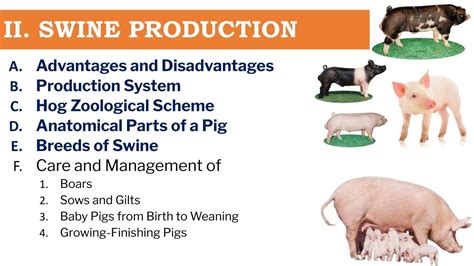 Swine Production Overview and Breeds (Taglish) | Teacher Hazel - YouTube