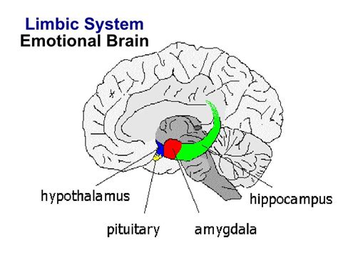 Limbic System Emotional Brain