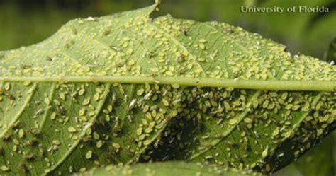 crapemyrtle aphid, Tinocallis kahawaluokalani (Kirkaldy)