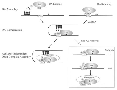 A model for gene activation by ZEBRA. Multiple ZEBRA molecules (in ...