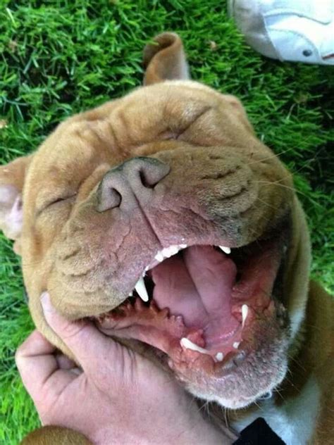 Beautiful smile♥ | Cute dogs, Beautiful dogs, Animals beautiful