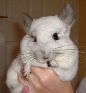 Healthy Chinchilla Treats & Training with Treats - Exotic Animal Supplies