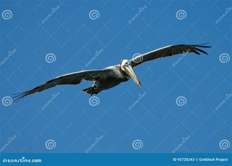 Flying Pelican stock image. Image of brown, fauna, natural - 93720243