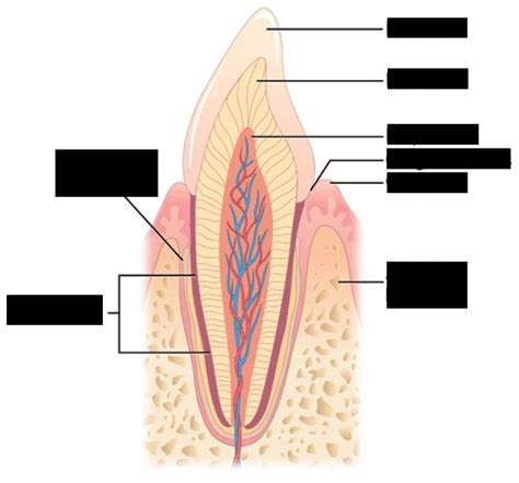 Gomphosis Diagram | Quizlet