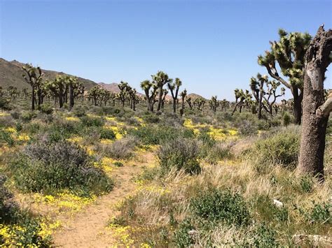 Joshua Tree Desert California - Free photo on Pixabay - Pixabay