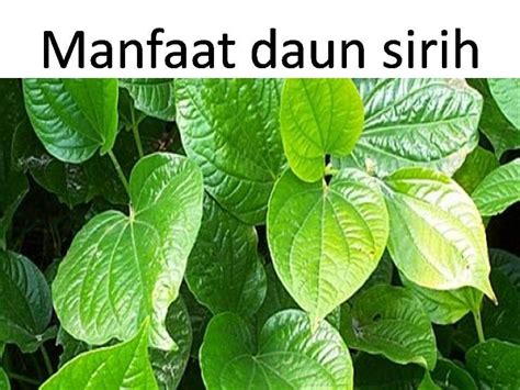 Manfaat Daun Sirih dalam Menambah Nafsu Makan