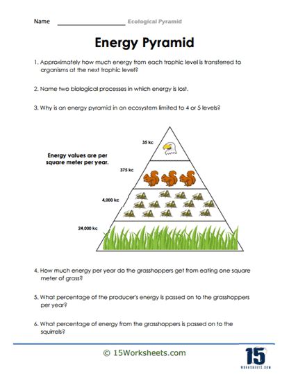 Ecological Pyramid Worksheets - 15 Worksheets.com