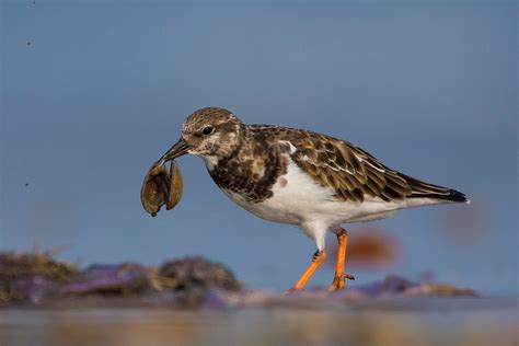 Birding In Goa | Bird Watching Goa India